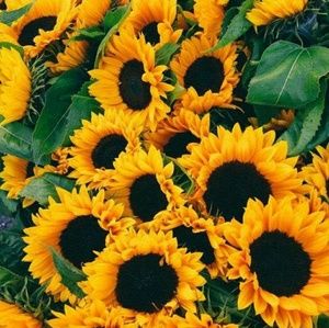 Meet your Posher, Lacey